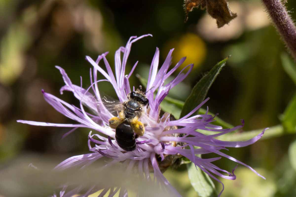 Wildbiene Image